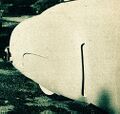 Thumbnail for version as of 01:15, 27 December 2013